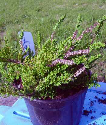 Calluna vulgaris "Multicolor Heather, Ling.